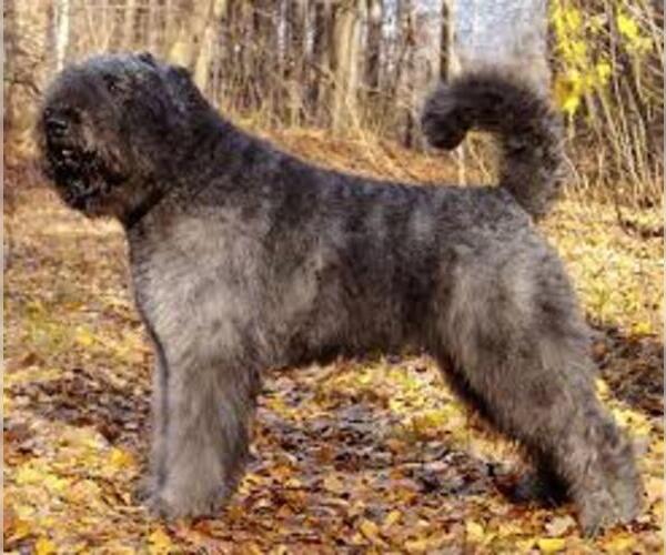 Medium Photo #3 Bouvier Des Flandres Dog Breed