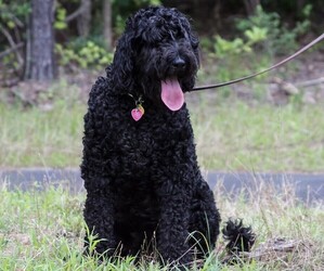 Image of Schnoodle (Giant) breed