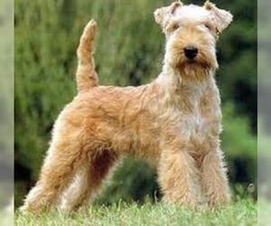 Small #5 Breed Lakeland Terrier image