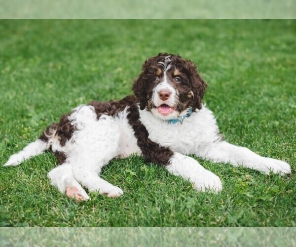 Bernedoodle mix (+ Poodle Standard)