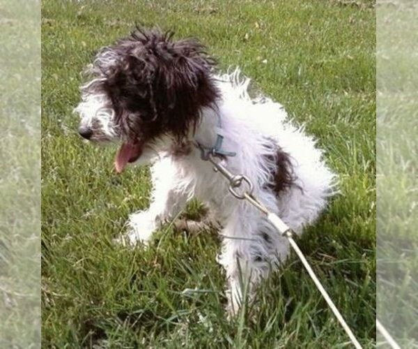 Medium Photo #1 Wire-Poo Dog Breed