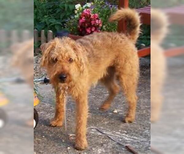 Medium Photo #3 Lakeland Terrier Dog Breed