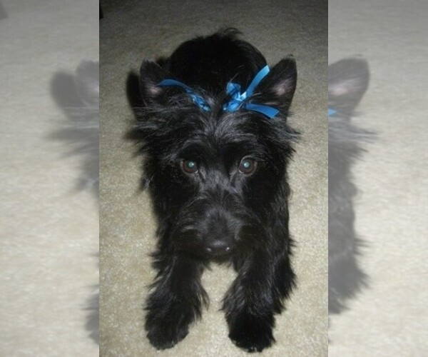 Medium Photo #1 Scorkie Dog Breed