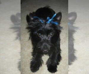 Image of Scorkie breed