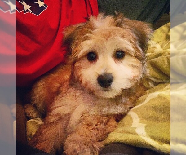 Medium Photo #2 Silkchon Dog Breed