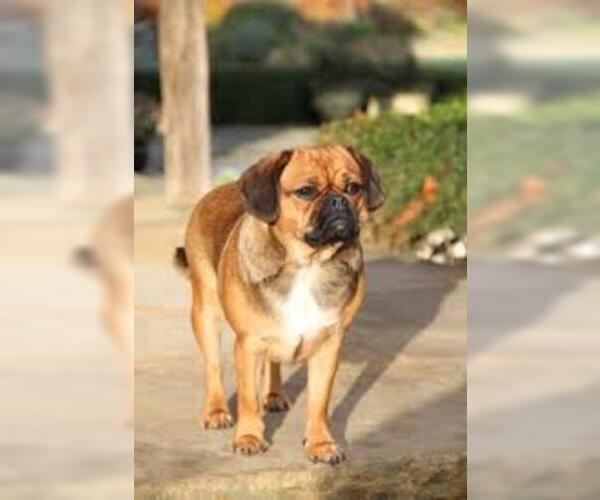 Medium Photo #3 Bassugg Dog Breed