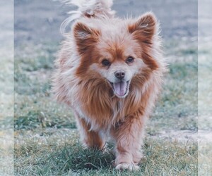 Image of Brusselranian breed