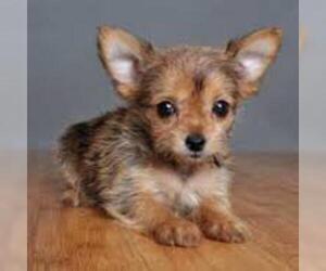 Samll image of Chorkie