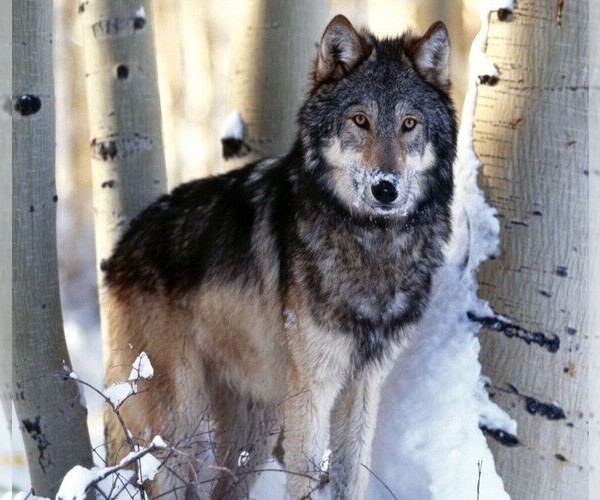 Image (Timber Wolf)
