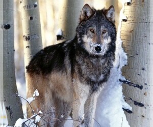 Image of Timber Wolf breed