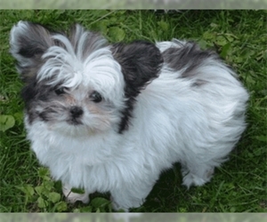 Mi-Ki puppies for sale and Mi-Ki dogs for adoption