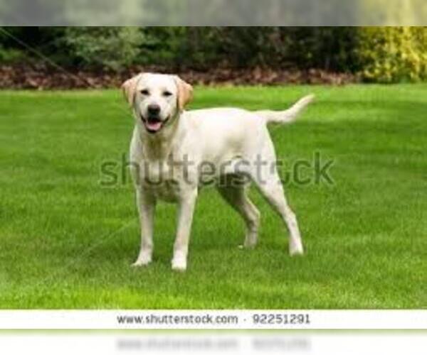 Medium Photo #3 Labrador Retriever Dog Breed