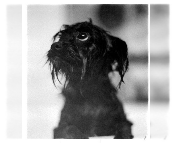 Image (Affenpinscher)