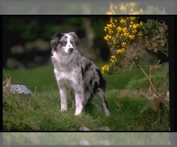 Border Collie Dog Breed Image