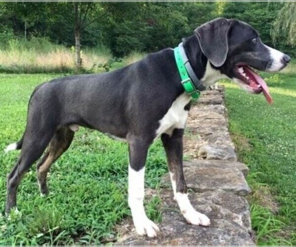 Medium Photo #1 Stephens Stock Mountain Cur Dog Breed