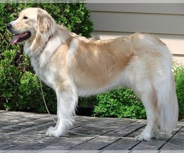 Medium Photo #1 Golden Pyrenees Dog Breed