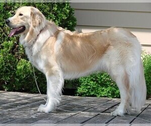Samll image of Golden Pyrenees