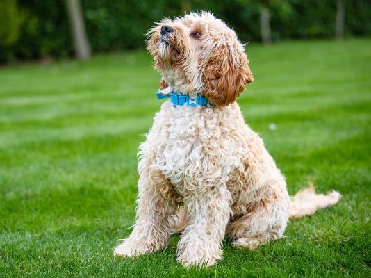 Medium Photo #2 Cavapoo Dog Breed