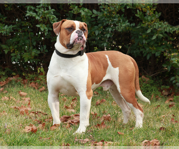 Medium Photo #11 American Bulldog Dog Breed