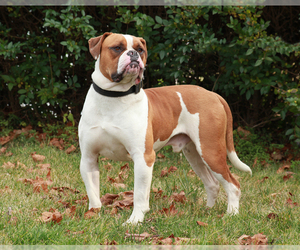 Small #10 Breed American Bulldog image