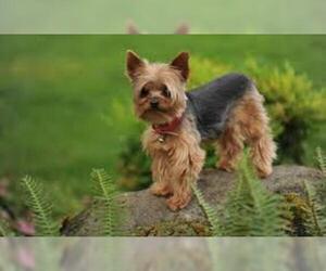 Small #6 Breed Yorkshire Terrier image