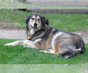 Image of Gowith Golden Malamute breed