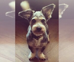 Image of Corgichon breed