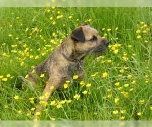 Small #4 Breed Border Terrier image