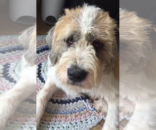 Medium Photo #1 Saint Schnauzer Dog Breed