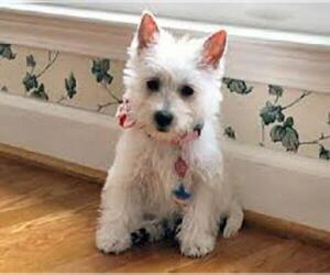 Small #6 Breed West Highland White Terrier image