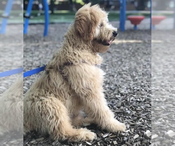 Medium Photo #1 Soft Coated Golden Dog Breed