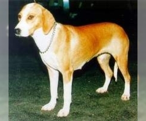 Image of Posavac Hound breed