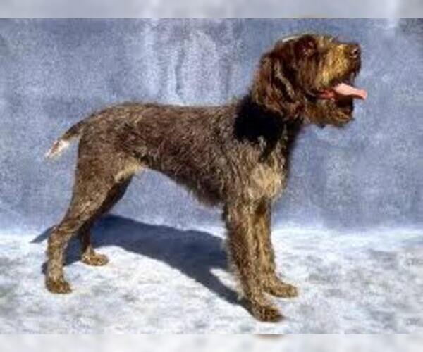 Medium Photo #5 Wirehaired Pointing Griffon Dog Breed