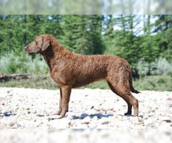 Medium Photo #3 Chesapeake Bay Retriever Dog Breed