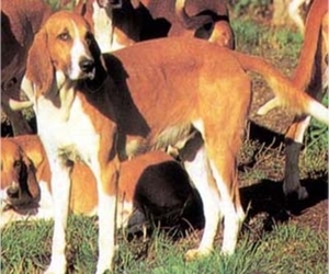 Small Photo #1 French White and Orange Hound Dog Breed