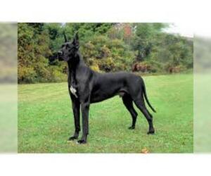 Small #6 Breed Great Dane image