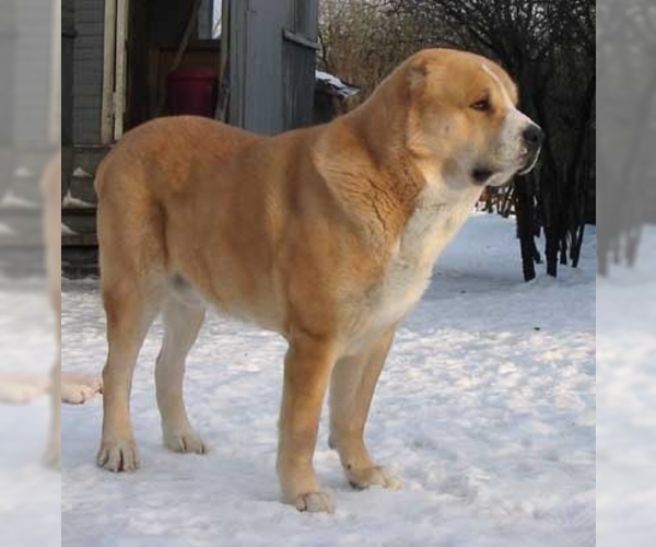 Medium Photo #1 Central Asian Shepherd Dog Dog Breed