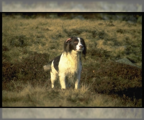 Medium Photo #1 English Springer Spaniel Dog Breed