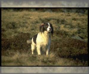 Small Photo #1 English Springer Spaniel Dog Breed