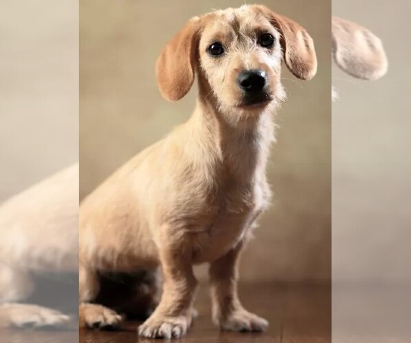 Medium Photo #1 West Highland Doxie Dog Breed