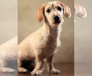 Image of West Highland Doxie breed