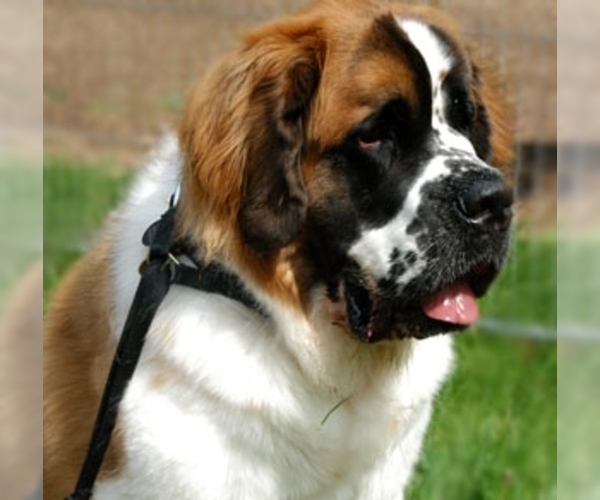 Medium Photo #1 Saint Bernard Dog Breed