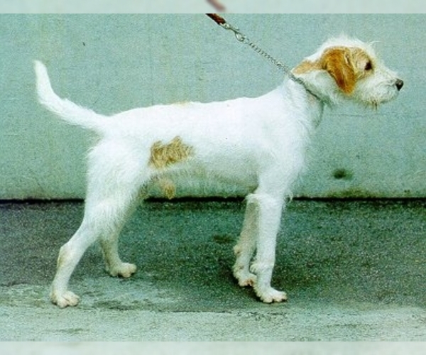 Image of Istrian Rough-Coated Hound Breed