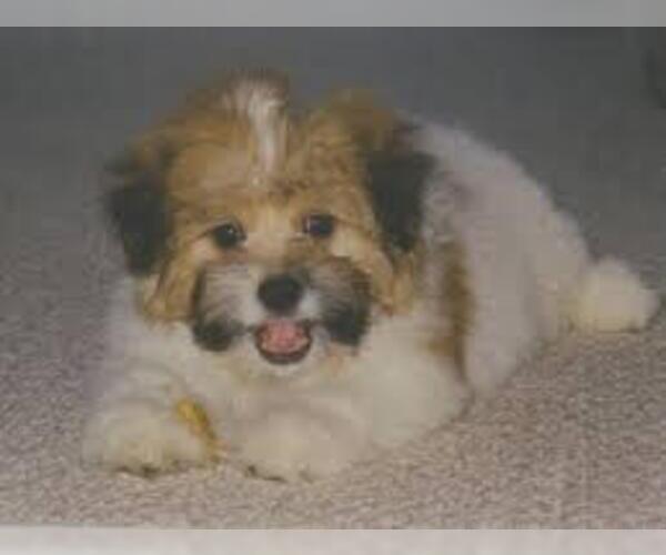 Medium Photo #2 Kimola Dog Breed