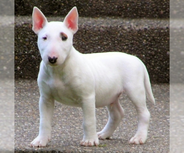 Medium Photo #1 Miniature Bull Terrier Dog Breed