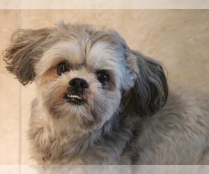 Samll image of Hava-Apso