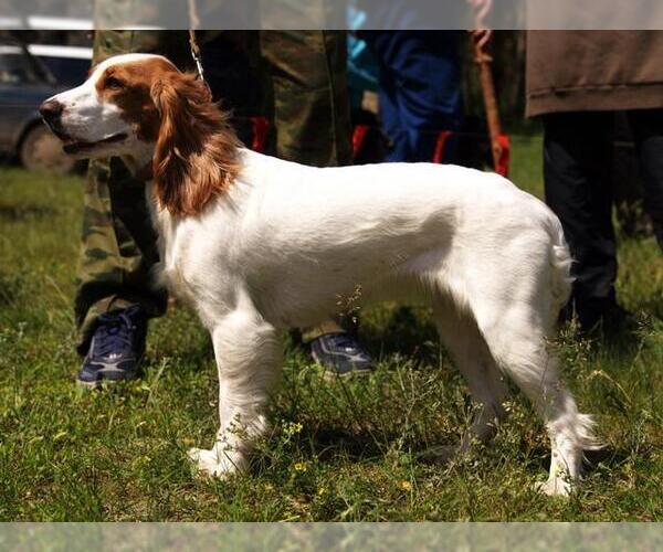 Medium Photo #3 Russian Spaniel Dog Breed