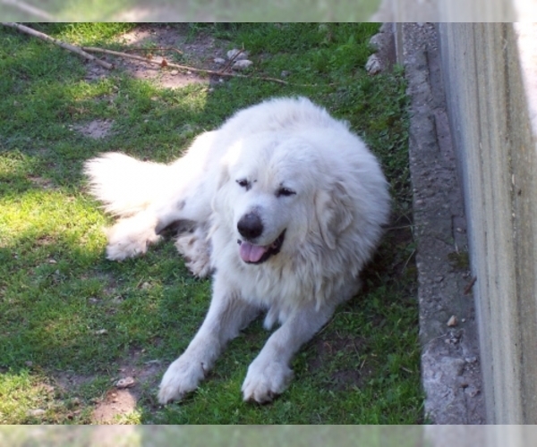 Medium Photo #1 Great Pyrenees Dog Breed