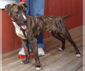 Bordern Plotthound puppies for sale and Bordern Plotthound dogs for adoption