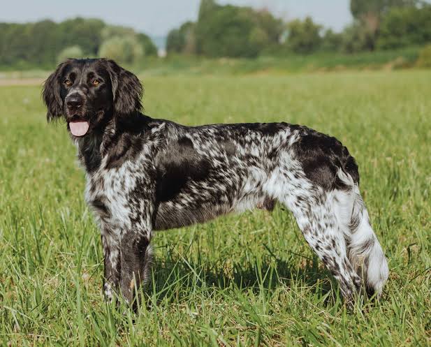 Munsterlander (Large) Dog Breed Image